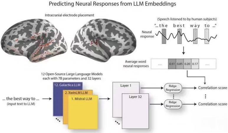 研究：大语言模型在特定方面愈发趋近人类大脑 如结构和语言处理反应
