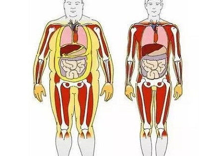 胖子肚子脂肪解剖图片图片
